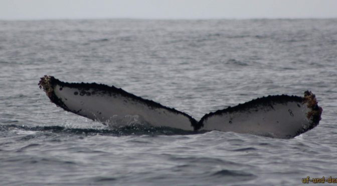 Buckelwale an der Küste Ecuadors