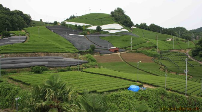 Hügel voller Teepflanzen in Wazuka (Pt. 25)